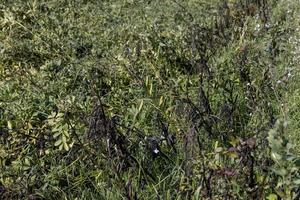 campo agrícola con judías verdes foto