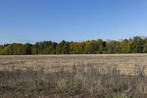 Autumn nature with trees during the fall of colorful foliage photo