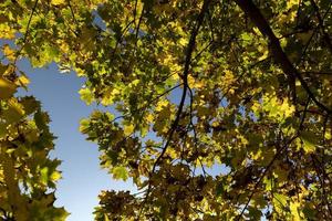 Maple foliage that has changed color in autumn photo