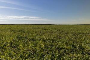 Agricultural field with green beans photo