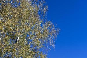 sunny autumn weather in a birch forest with a blue sky photo