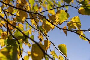 sunny autumn weather in the birch forest photo