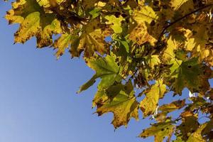 Autumn park with trees during leaf fall photo