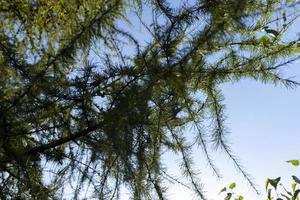 Spruce branches with green needles in sunny weather photo