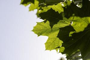 hojas de arce verde a fines del verano foto