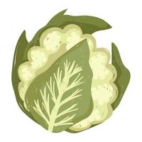 coliflor vegetales frescos alimentos saludables icono fondo blanco vector