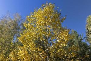 Birch grove with tall birch trees in autumn photo