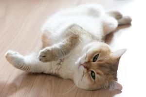 This cat is sleeping comfortably on the ground in the afternoon. photo