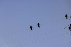 cables de alto voltaje con pájaros foto