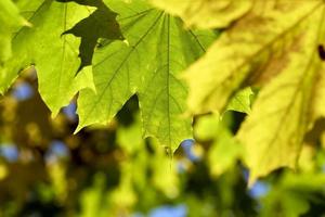 Yellowing maple foliage in the autumn season photo