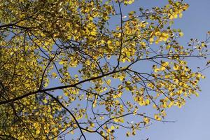 Oak tree in autumn leaf fall in sunny weather photo