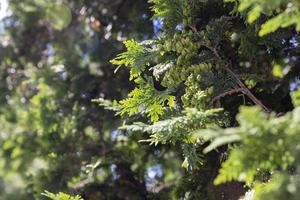 una variedad de árboles que crecen en el parque foto