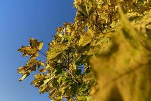 Maple tree foliage in autumn photo