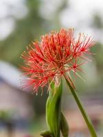 red Haemanthus multiflorus photo