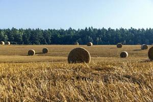 pila de paja después de cosechar el grano en el campo foto