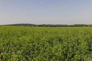 field with grass for harvesting fodder for cows photo