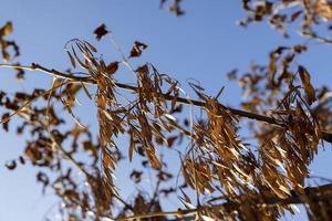 Yellowing maple foliage in the autumn season photo