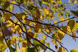 clima soleado de otoño en el bosque de abedules foto