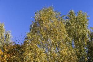 Birch forest with trees with yellow and green foliage photo