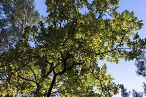 Oak tree in autumn leaf fall in sunny weather photo