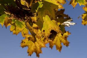 Yellowing maple foliage in the autumn season photo