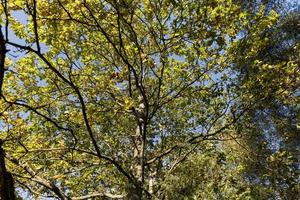 Oak tree in autumn leaf fall in sunny weather photo