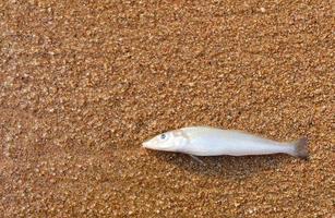 Dead fish on sand photo