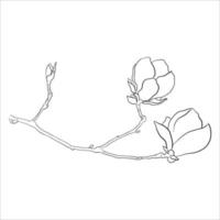 Contour Drawing of Magnolia Sprigs. vector