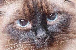 Nevsky masquerade cat close-up face portrait. Macro photo of a pet cat.