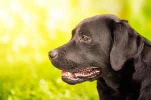 perfil de cachorro labrador. perro labrador retriever sobre un fondo de hierba verde en un día soleado. foto