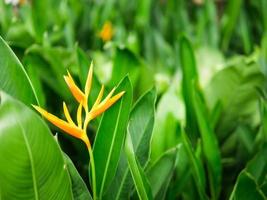 orange bird paradise flower with green leaves photo