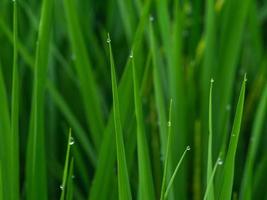 close-up drop of dew selective focus photo