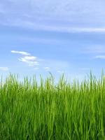 rice crop with blue sky photo