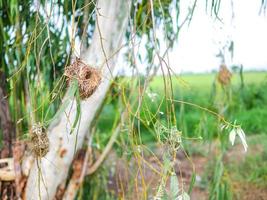 new skylark nests on the tree photo