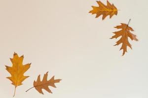 Autumn composition. Frame made of autumn oak leaves on a beige background. Flat layout, top view, copy space photo