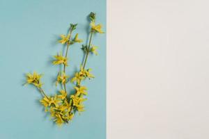 Creative concept of spring and Easter. A yellow forsythia branch on a blue background. Copy space on a white background photo