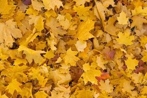 Background group autumn yellow leaves photo