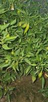 Green chili pepper plant on field agriculture in garden. photo