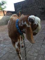 Capture of Pakistani goat.The Barbari or Bari is a breed of small domestic goat found in a wide area in India and Pakistan photo