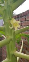 flor de papaya en el árbol de papaya, la flor de papaya es blanca. foto