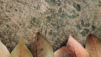 decoración de fondo de hojas secas sobre un fondo de superficie de cemento musgoso y áspero. concepto de otoño foto