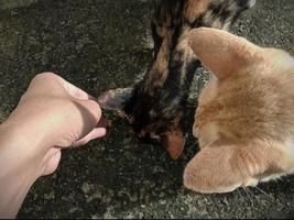 Feeding stray cats photo