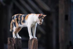 gato familiar asiático rural parado en los troncos mirando hacia el suelo, aislado con espacio para copiar. foto