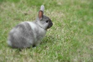 Rabbit on green grass. Home decorative rabbit outdoors. Little bunny, Year of the Rabbit Zodiac, Easter bunny. photo