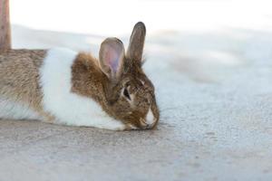 Rabbit on green grass. Home decorative rabbit outdoors. Little bunny, Year of the Rabbit Zodiac, Easter bunny. photo