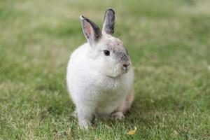 Rabbit on green grass. Home decorative rabbit outdoors. Little bunny, Year of the Rabbit Zodiac, Easter bunny. photo