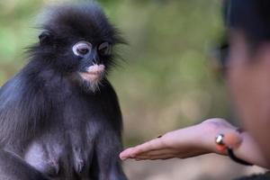 Cute spectacled langur sitting on the tree in the forest of Thailand. photo