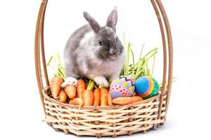 Rabbit on the basket with carrots and Easter eggs isolated on white background. Home decorative rabbit outdoors. Little bunny, Year of the Rabbit Zodiac, Easter bunny. photo