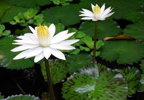 White lotus on the pond photo
