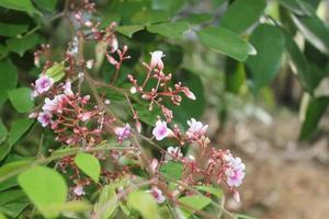 Selective focus of beautiful star fruit flower in the garden. photo